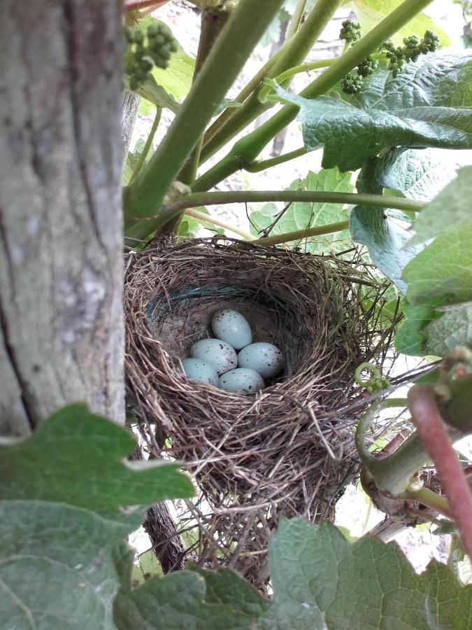 Apartmán Ferienweingut Ulrike Thul Leiwen Exteriér fotografie